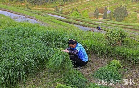 文章附图